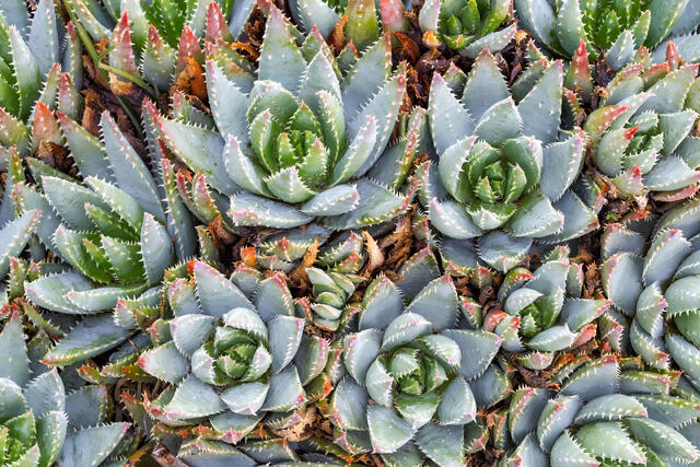 Aloe Green