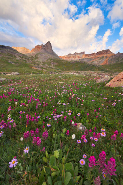 Alpine Bouquet
