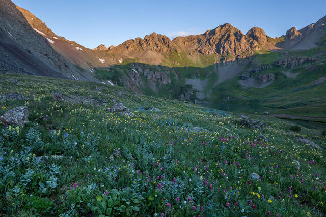 Alpine Flowers