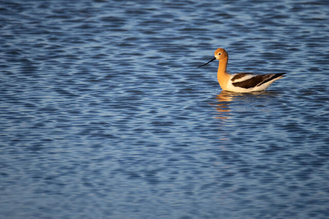 American Avocet