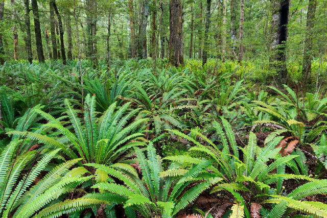 Among Ferns