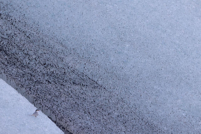 Among Ice