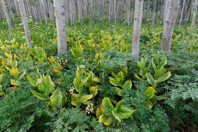 Aspen Opening