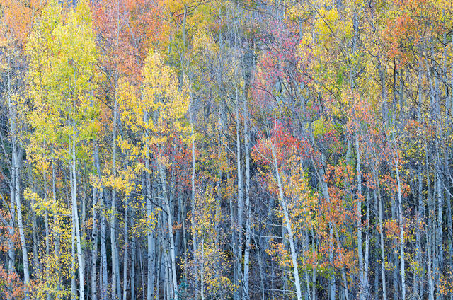 Aspen Spectrum