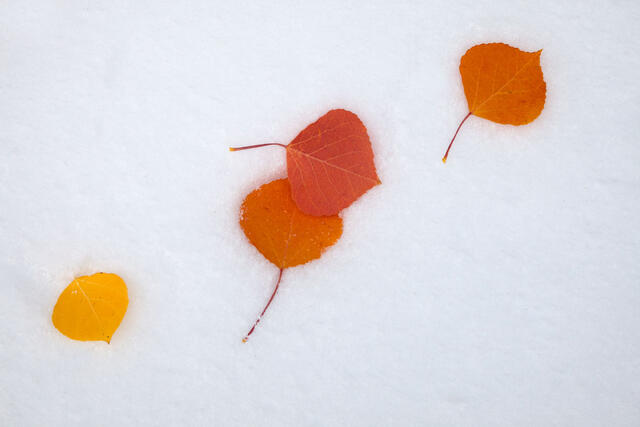 Aspen on Snow