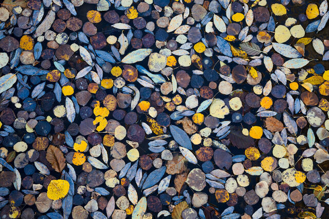 Autumn Assortment