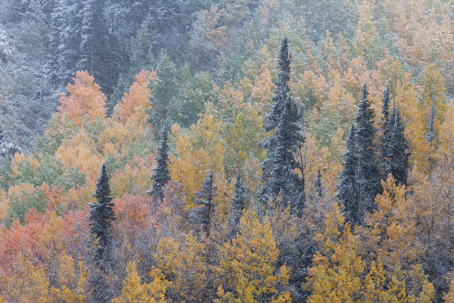 Autumn Blizzard