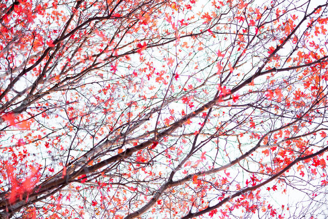 Autumn Canopy