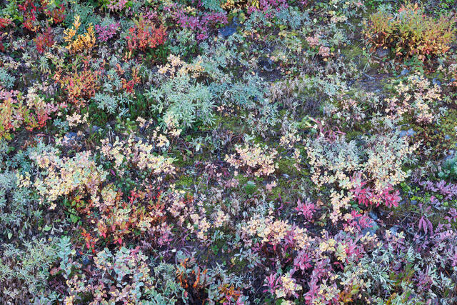 Autumn Groundcover