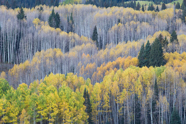 Autumn Layers