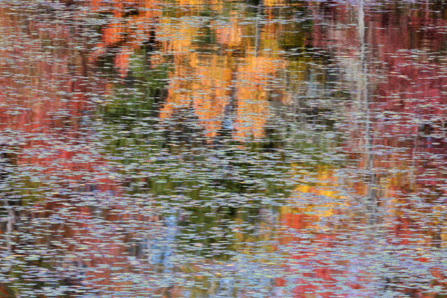 Autumn Lilies