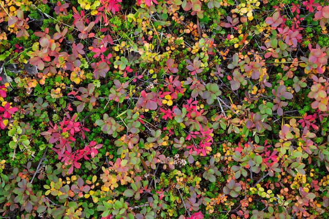 Autumn Mix