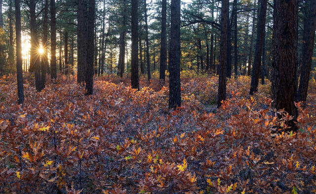 Autumn Oak Light