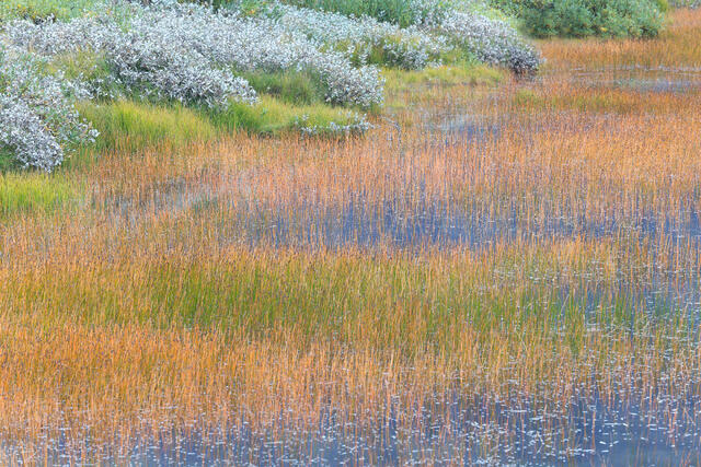 Autumn Reeds