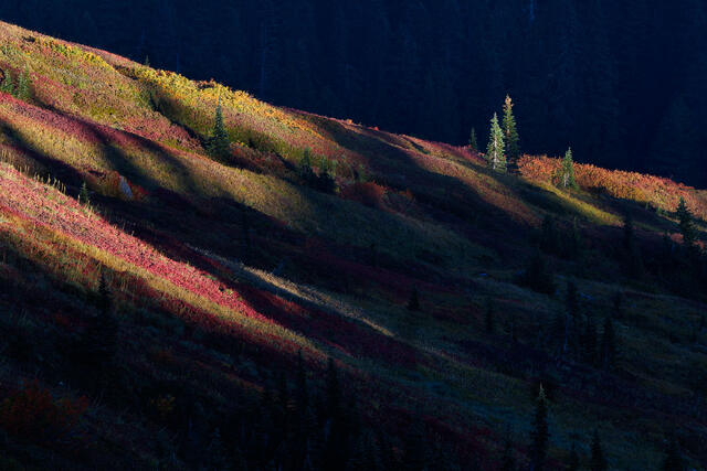Autumn Shadows