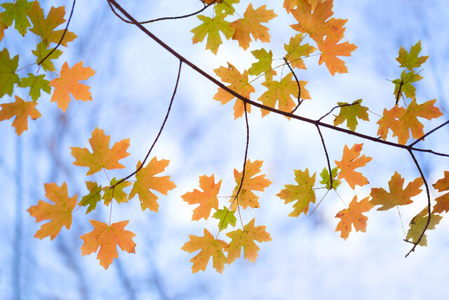 Autumn Sky