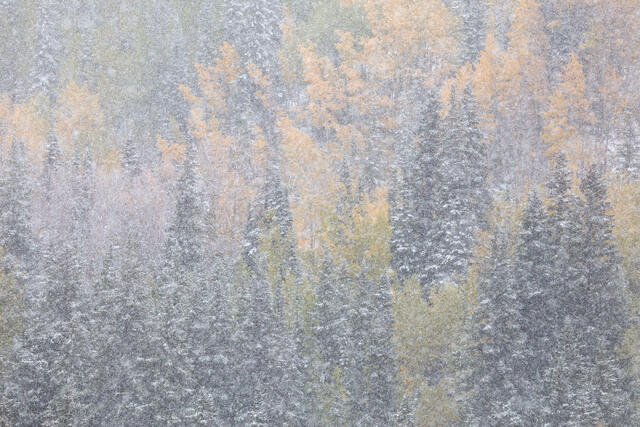 Autumn Snow Impressions