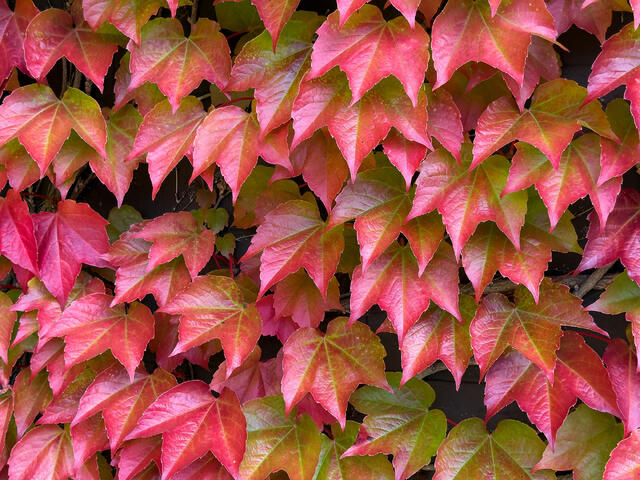 Autumn Transition