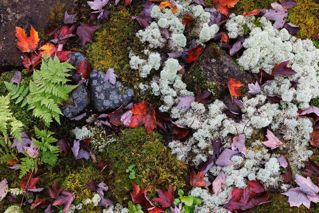 Autumn Variety