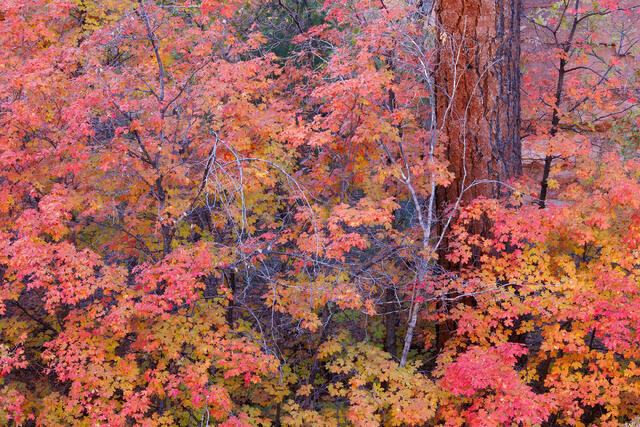 Autumn Warmth