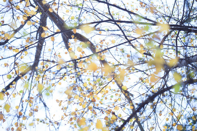 Autumn Whimsy