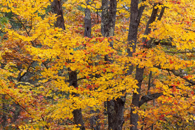 Autumn Yellows