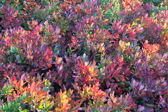 Backlit Foliage