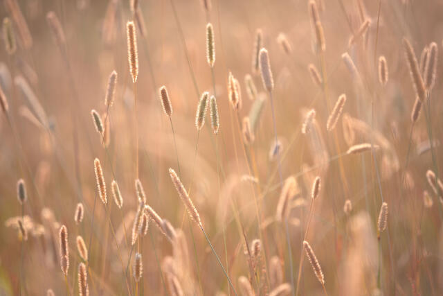 Backlit Fuzzies