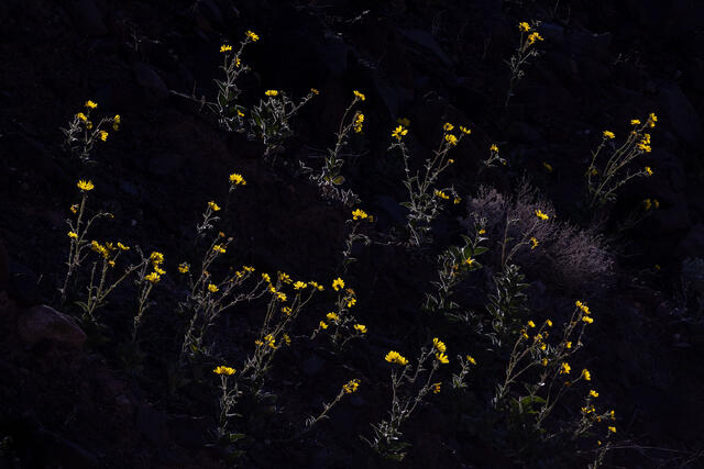 Backlit Gold