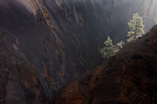 Backlit Pines