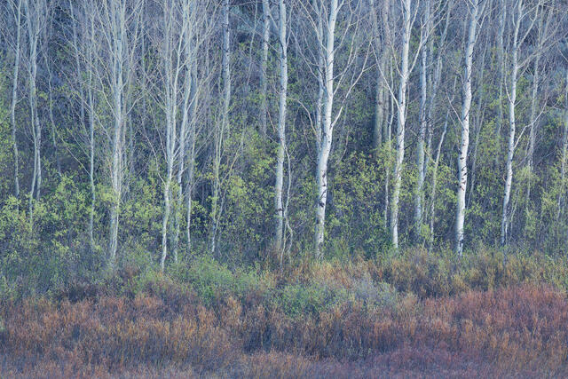 Bear Brambles