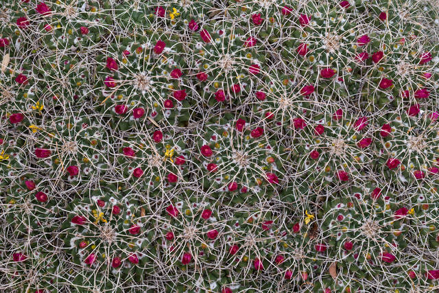 Beginning Bloom