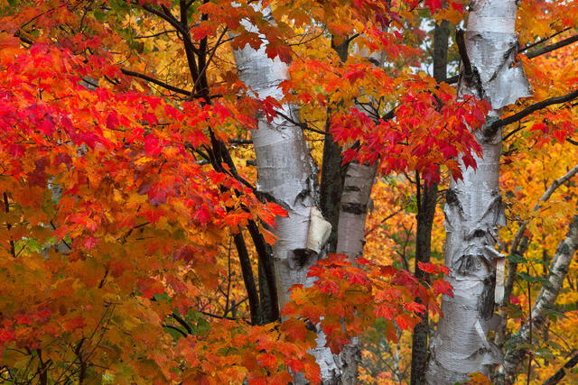 Birch Please