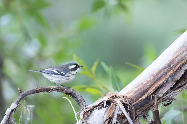 Black-throated Gray Warbler
