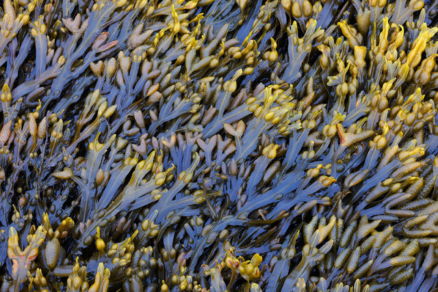 Blue and Gold Seaweed