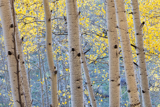 Blues and Yellows