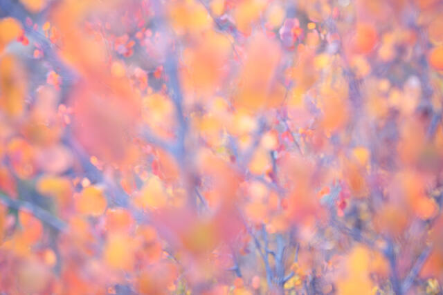 Blurry Autumn