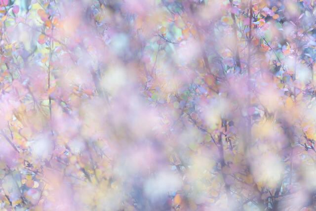 Blurry Birches