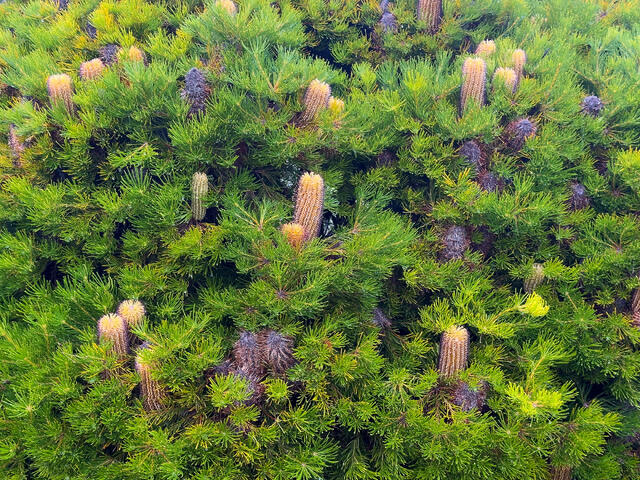 Bottle Brushes