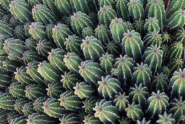Cactus Cylinders