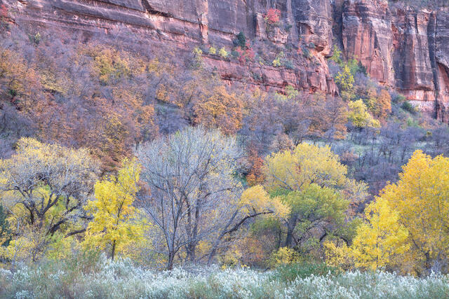 Canyon Collection