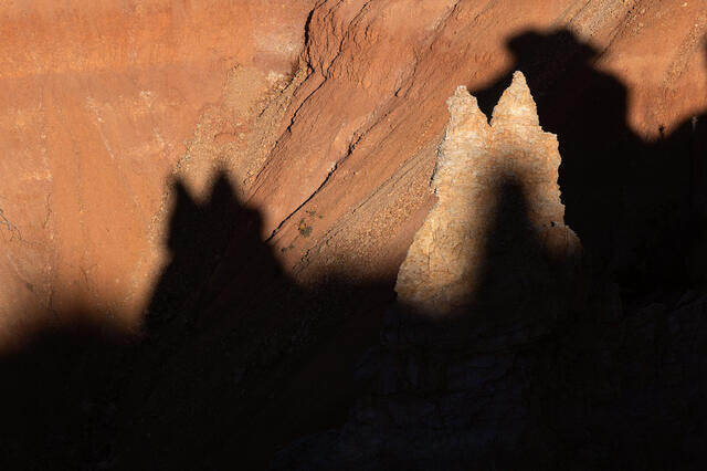 Cat Shadow