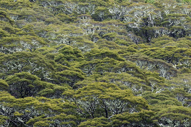 Clinging Moss