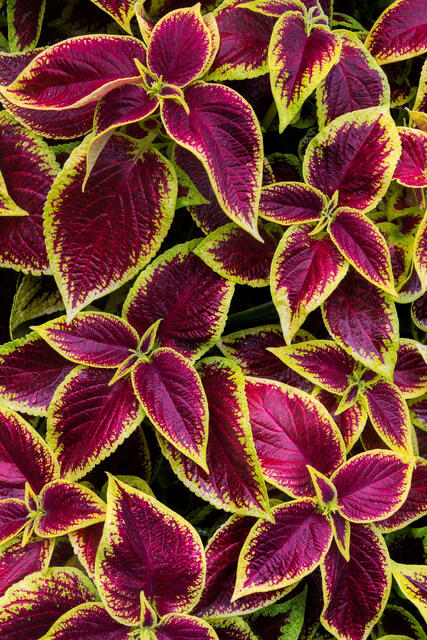 Coleus