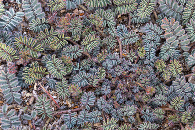 Colorful Clover