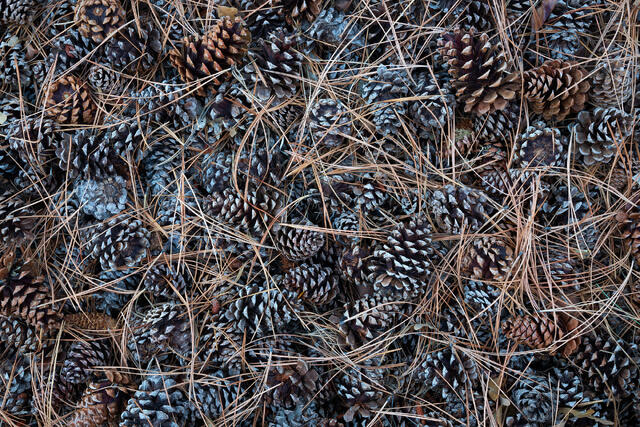 Cones and Needles