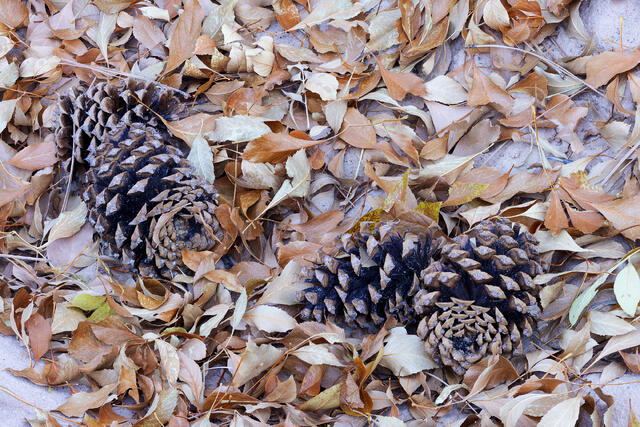 Cones