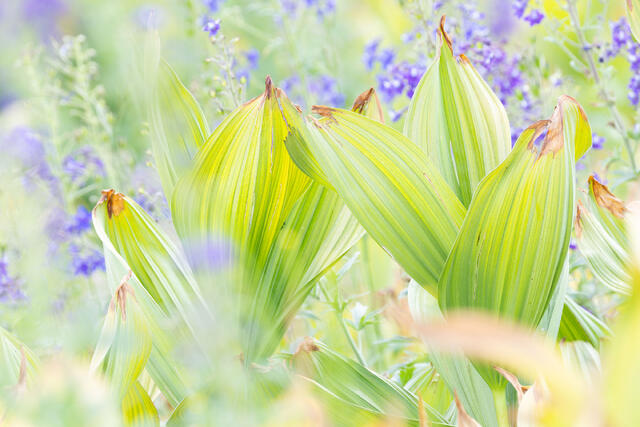Corn Lily Collection