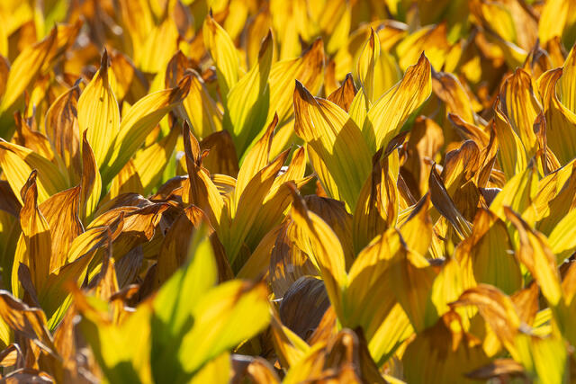 Corn Lily Maze