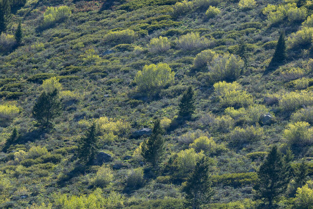 Coronation of Spring